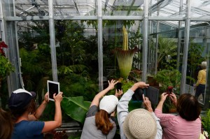 Denver Corpse Flower with onlookers