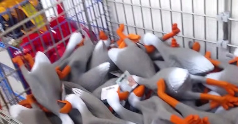 Duck Army