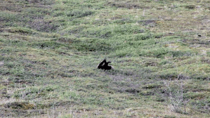 Grizzly Bear Rolling Down Hill