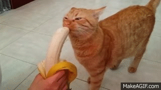 Mao_the_Cat_eating_a_banana