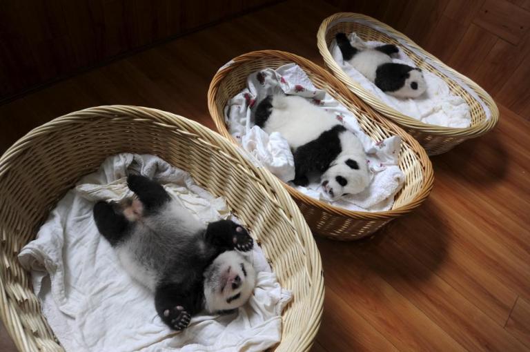 Giant Panda Cubs