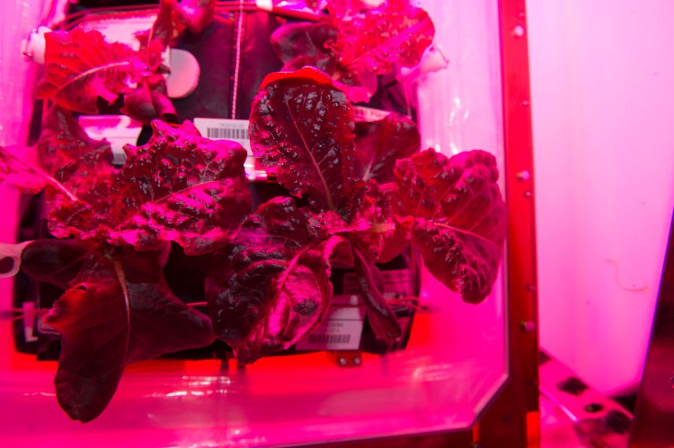 Space Grown Red Lettuce