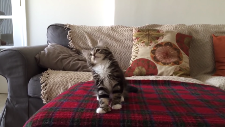 Uptown Funk Kitten