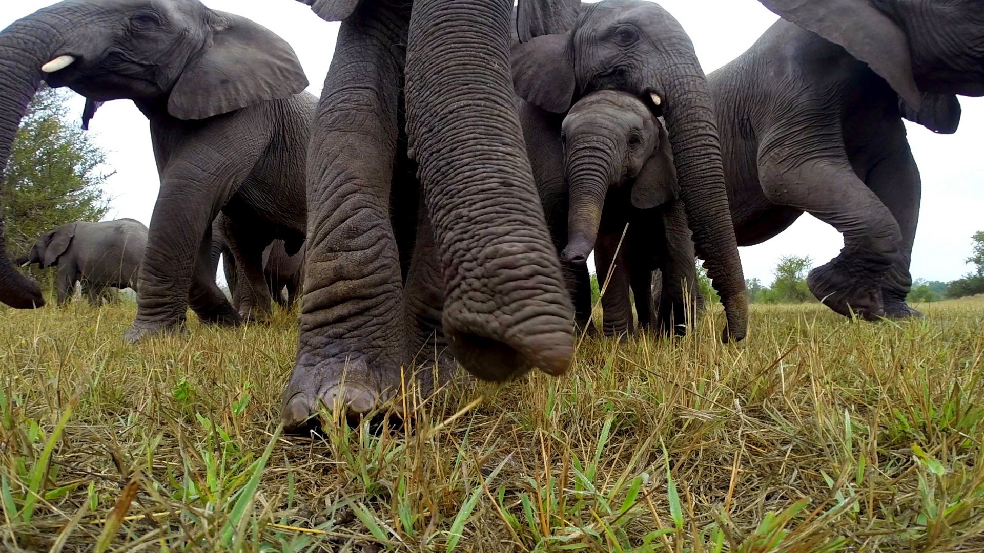 A herd of elephants who were grazing in a grassy field with their little ba...