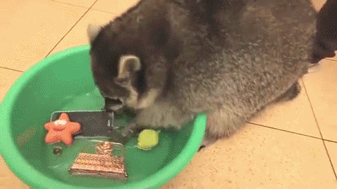 Raccoon Washing