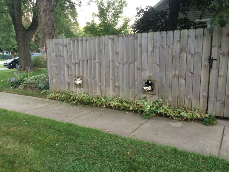 Dog Fence