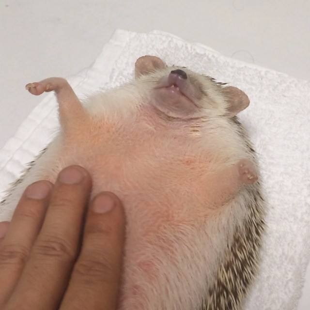 Portly Hedgehog Enjoys a Blissful Belly Rub From Her Really Accommodating Human