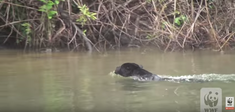 Swimming Jaguar