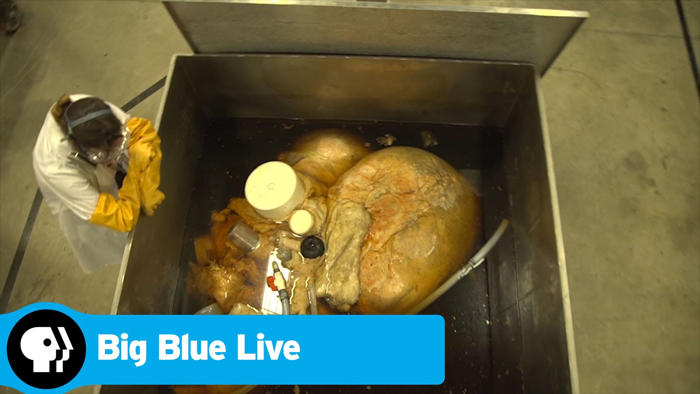 A Look at the Heart of a Blue Whale, The Largest Heart Ever Preserved