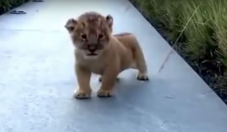 Little Lion Roar