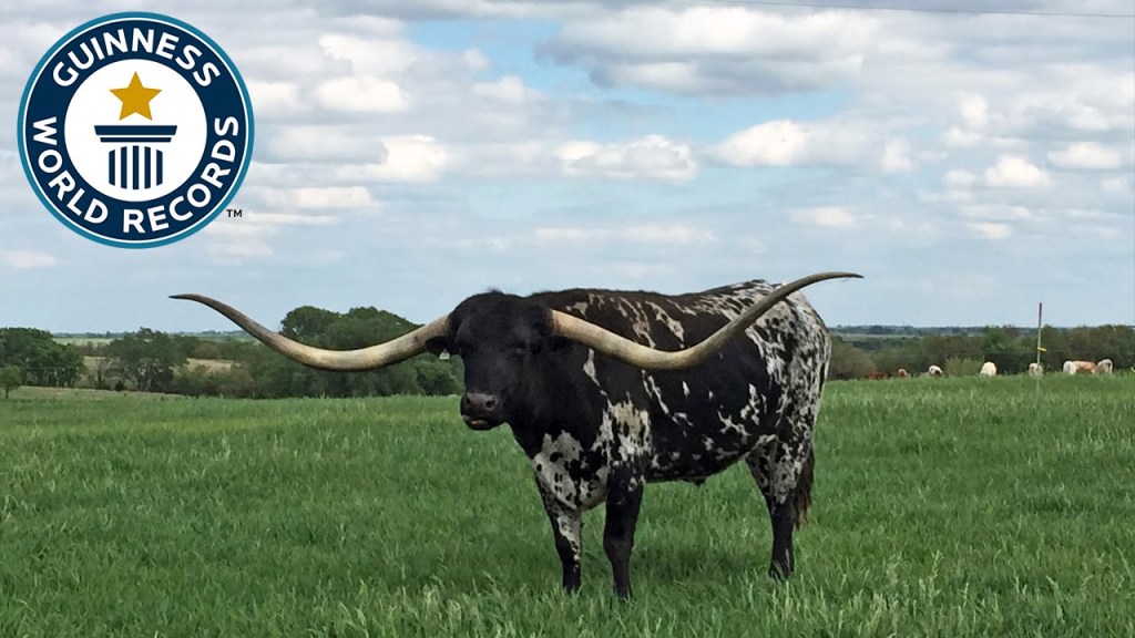 Texas Longhorn Awarded Guinness World Record for the Longest Horn