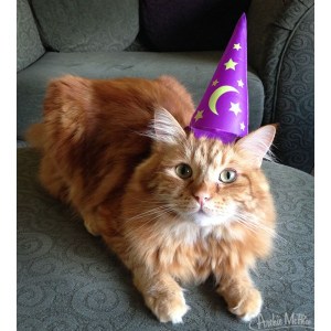 Wizard Cat