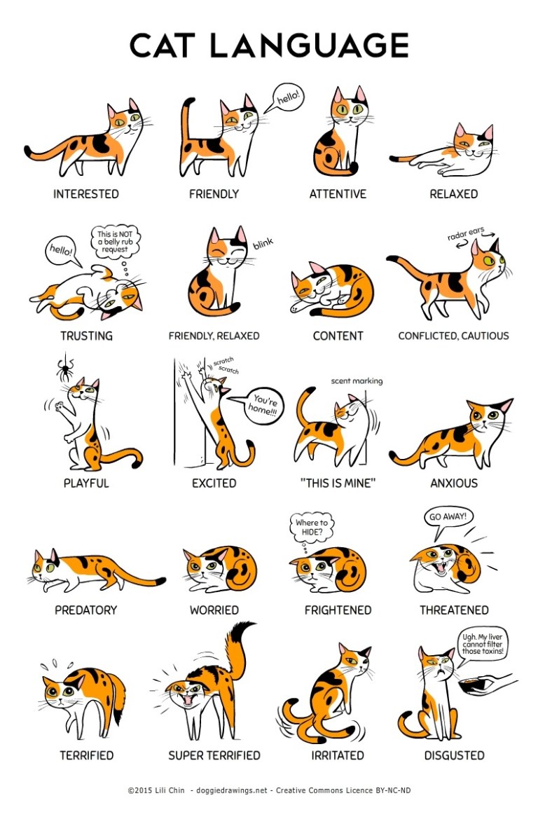 Cat Language