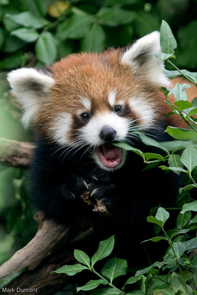 A Playful 4Month Old Red Panda Goes Frolicking About Outdoors at the
