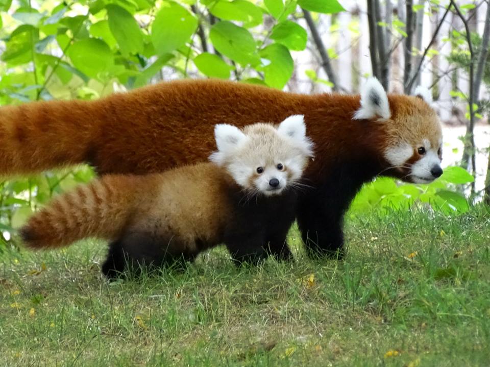 Baby Red Panda Goes For a Crisp Autumn Stroll With Her Mom Around 