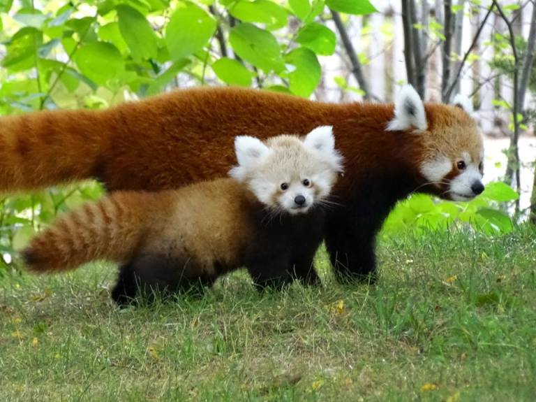 Tofu With Mum