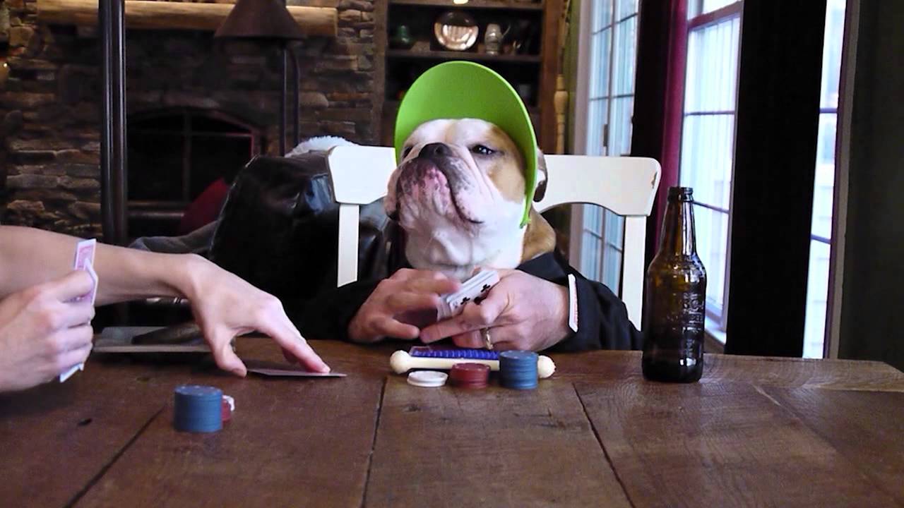 A Bulldog Deals Poker Using Human Hands