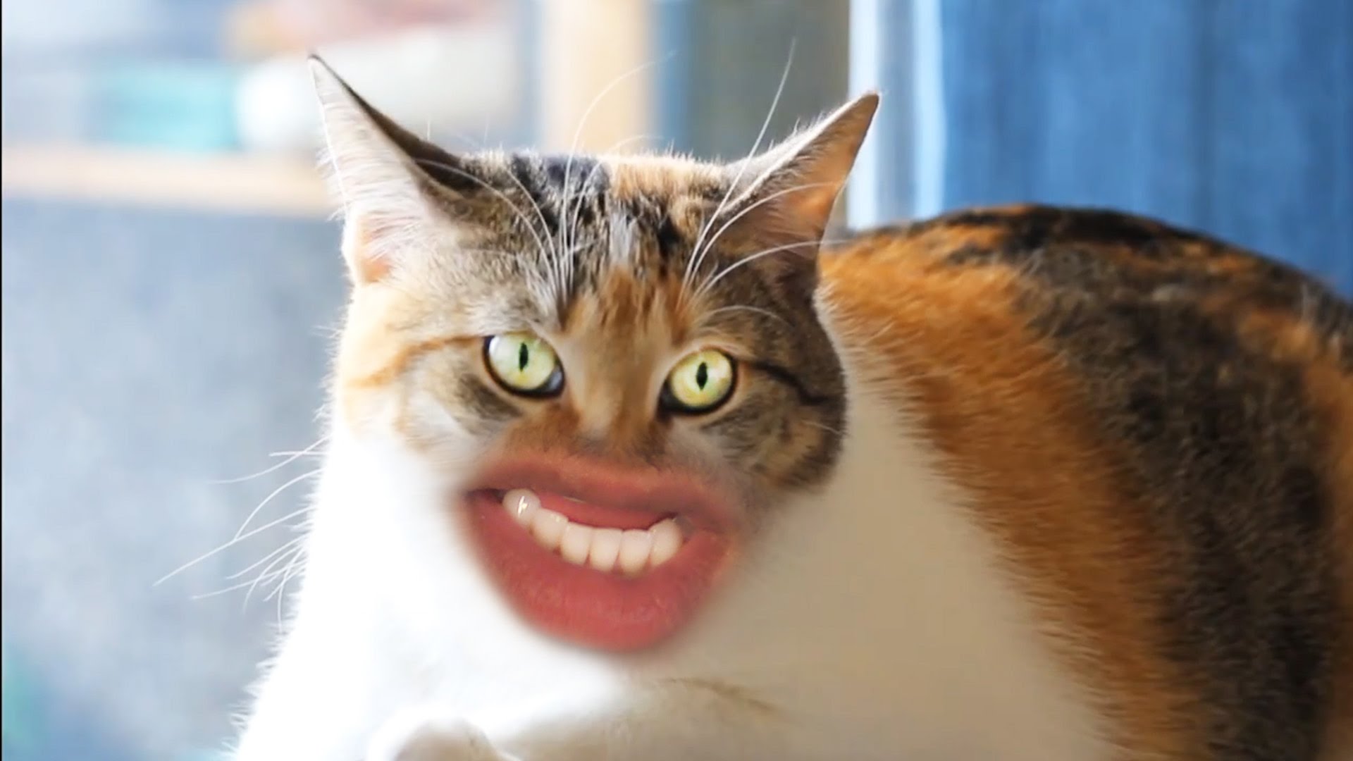 Markiplier created a ridiculous video featuring cats with human mouths atte...