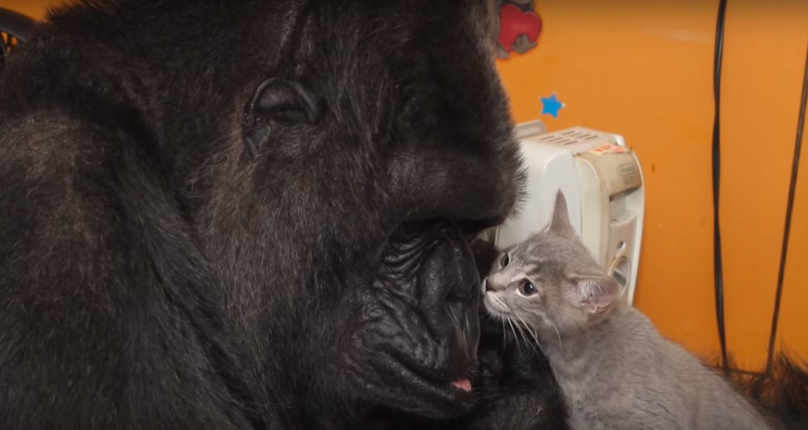 Kitten and Koko