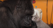 Koko The Gorilla Adopts A Couple Of Adorable Kittens On Her 44th Birthday