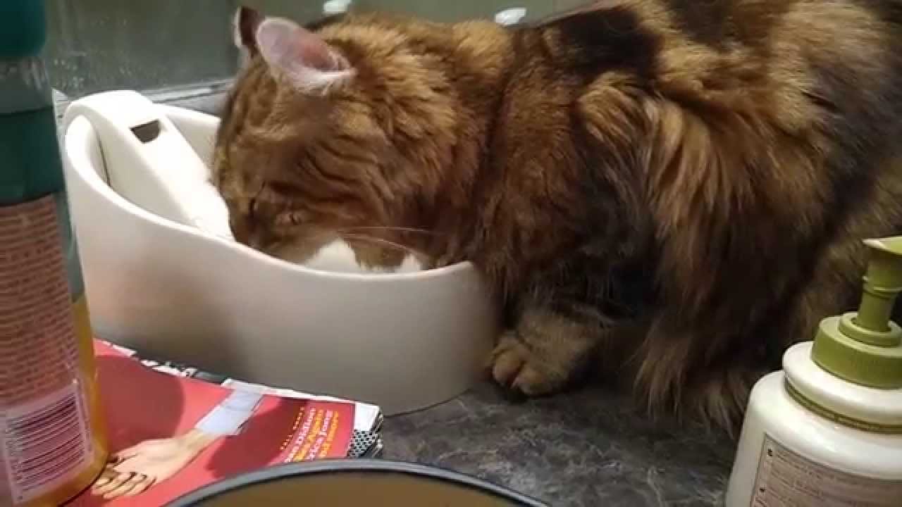 Thirsty Cat Repeatedly Digs at the Counter Before Allowing Himself to