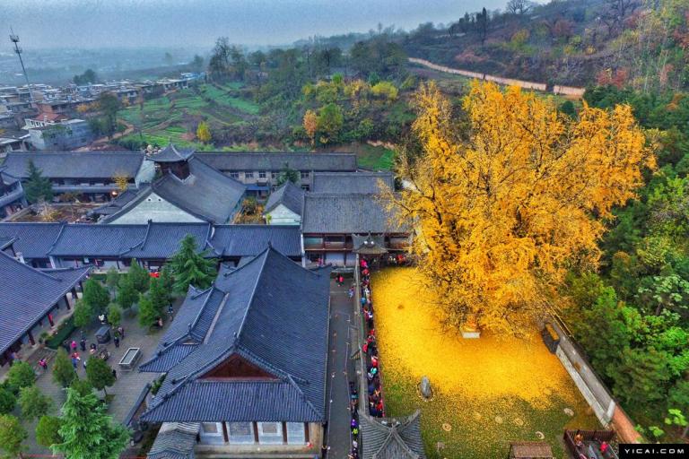 1400 Gingko Leaves