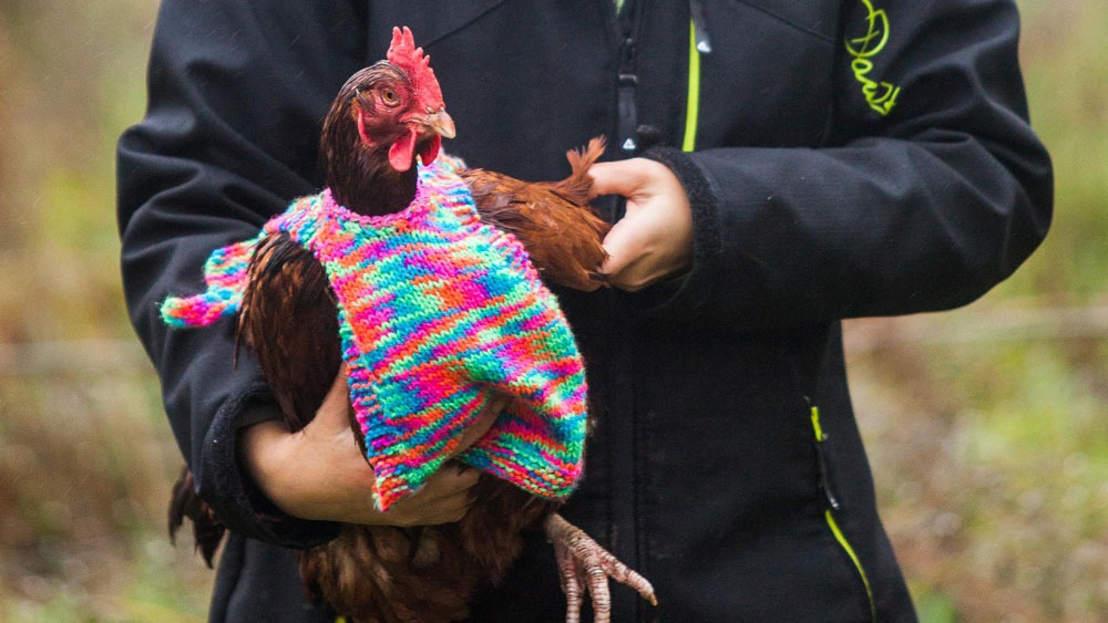 British Woman Knits Colorful Wooly Vests to Keep Her Rescued Chickens Warm