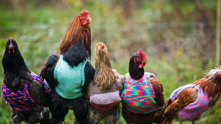 Chicken Vests