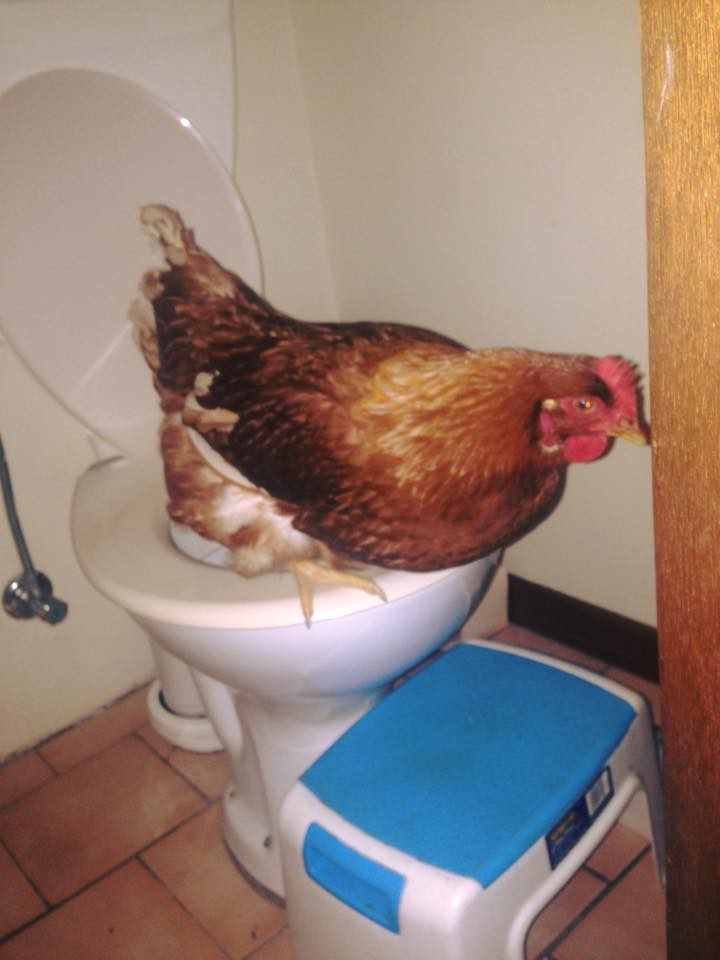 Chicken on a Toilet
