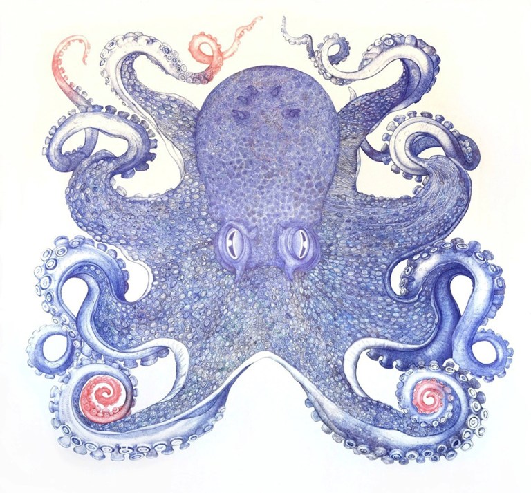 Giant Octopus