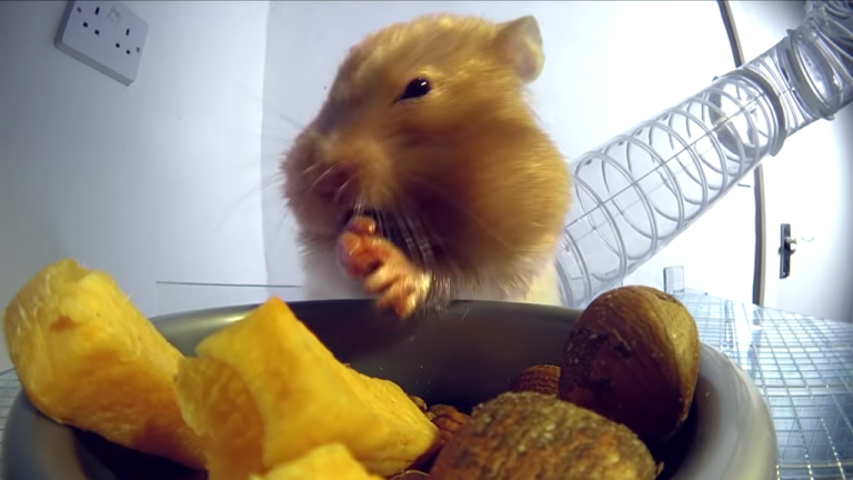 Hamster Stuffing Cheeks