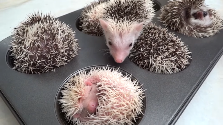 Hedgehog Muffins