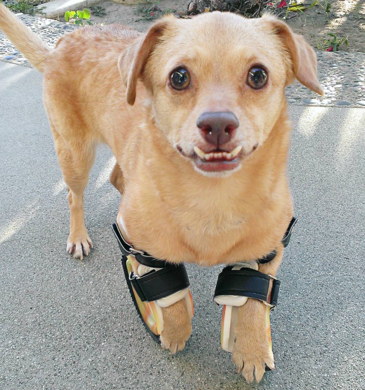 Disabled Dog With an Adorable Underbite Learns to Walk
