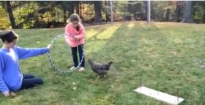 Chicken Obstacle Course