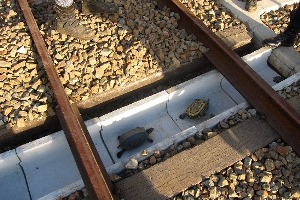 Turtle Rail Update