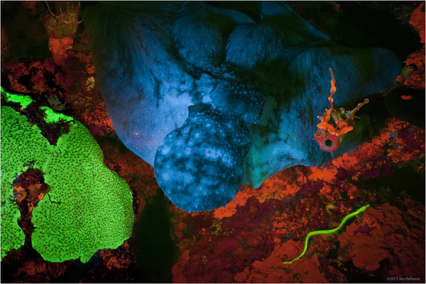 fluorescent eels and coral