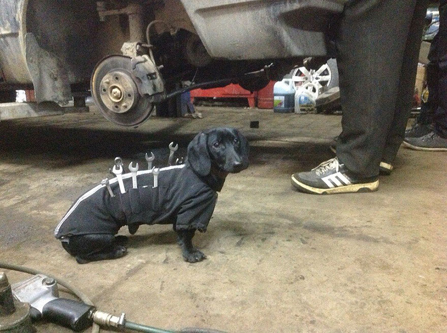 A Little Dachshund Helps His Human Repair a Car While Wearing an Adorable Zippered Tool Vest