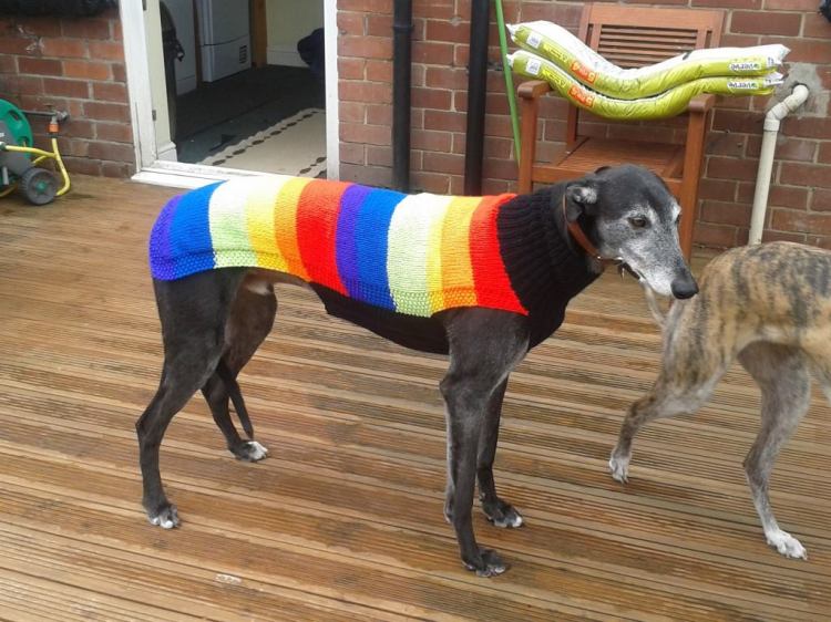 Compassionate Woman Spends Thousands of Hours Knitting Warm Sweaters