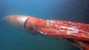 Rare Giant Squid