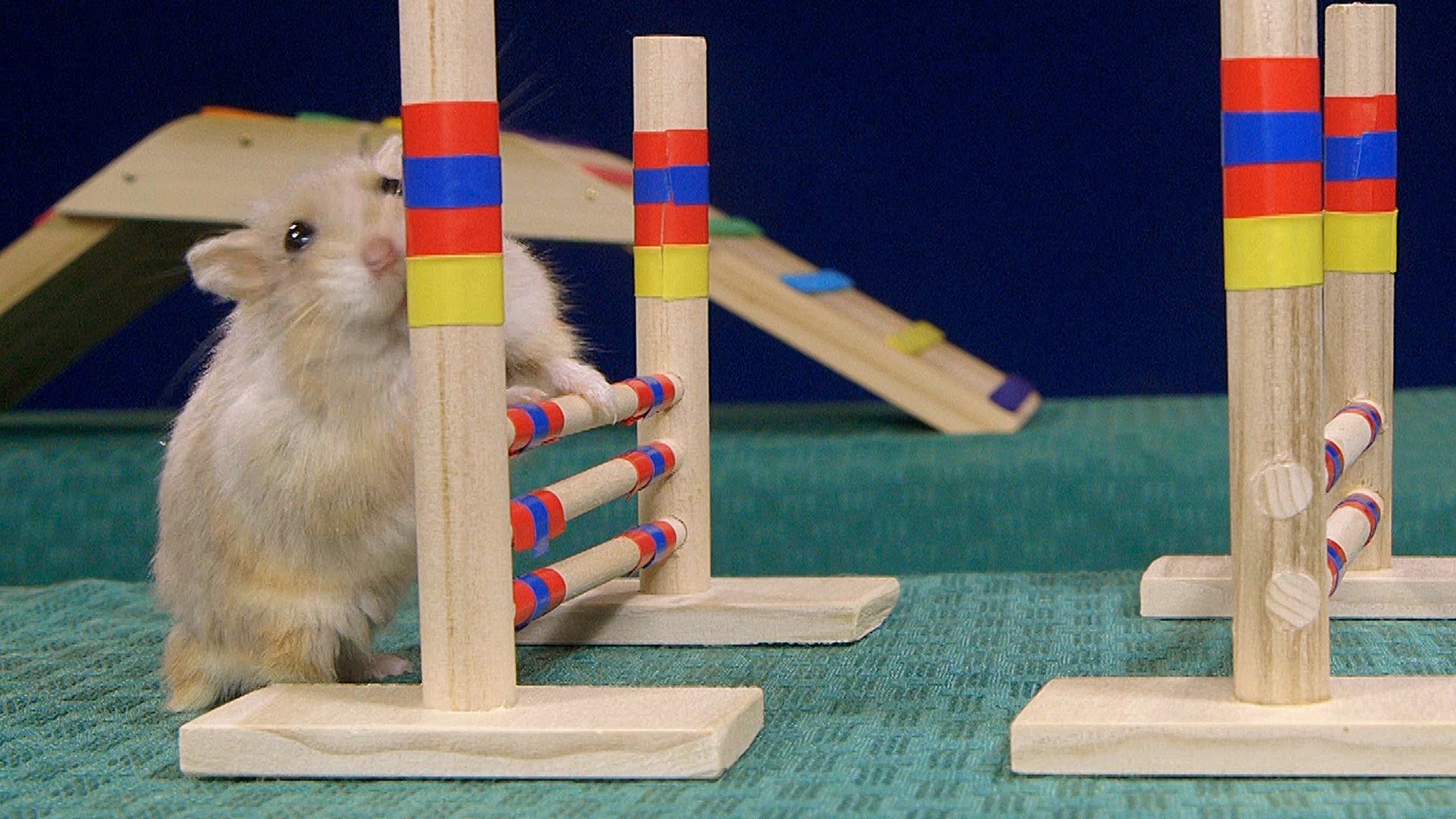 A Couple of Remarkably Trained Hamsters Compete Against Each Other in a