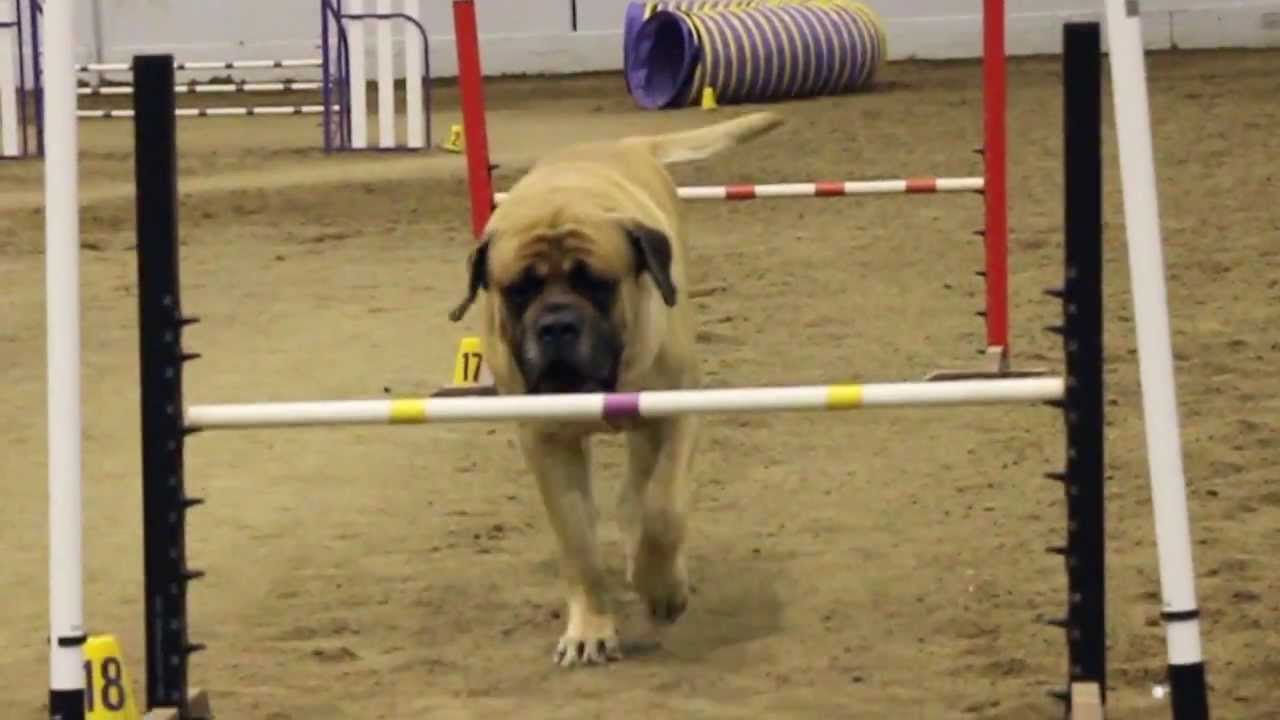 A Giant Mastiff Dog Calmly Completes an Agility Course With Very Little