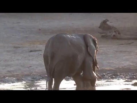 Laughing Elephant A Tiny Baby Elephant Gleefully Rolls Around in the Mud 