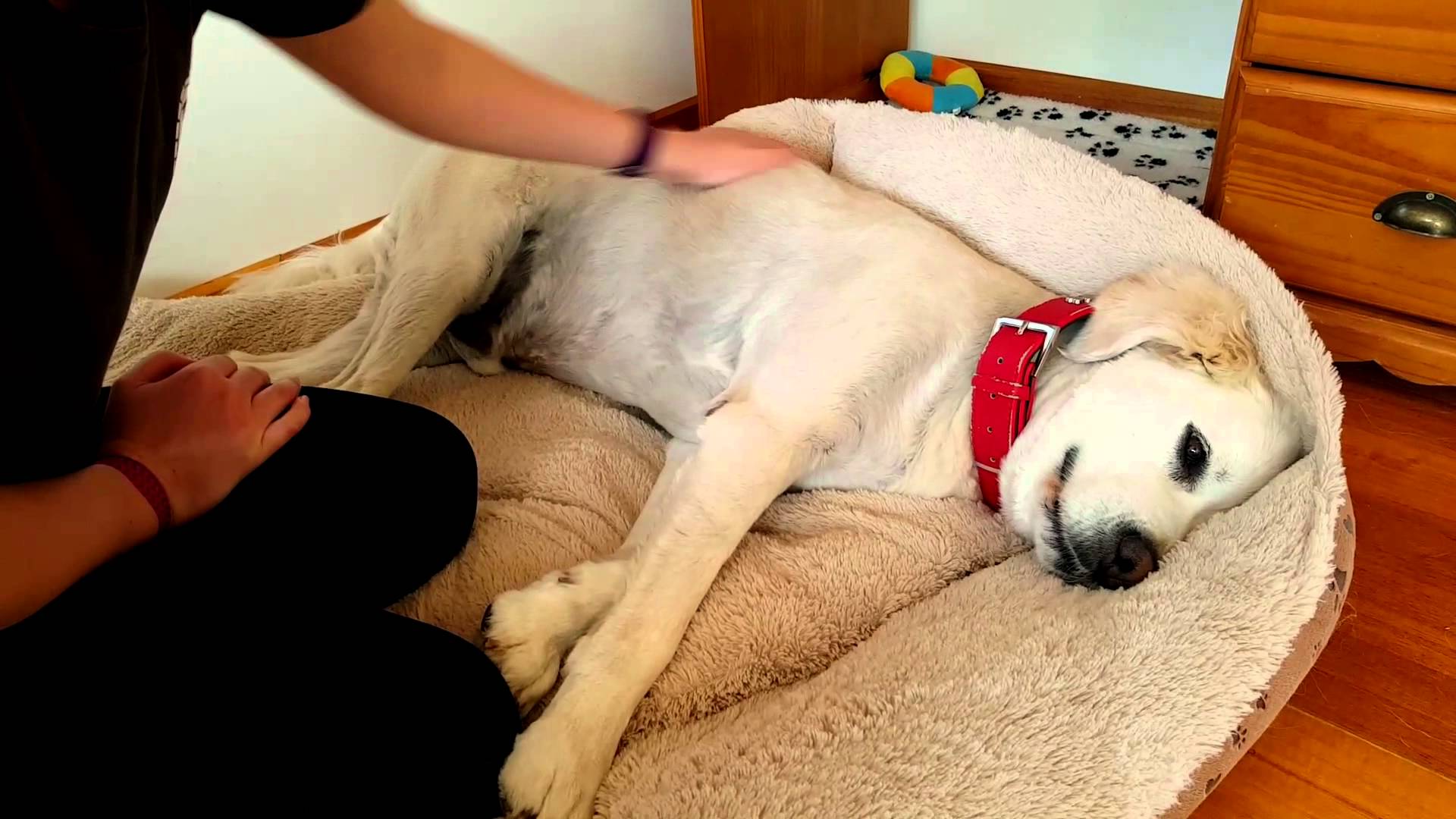 An Adorably Insistent Dog Emits a Low, Determined Growl Whenever the