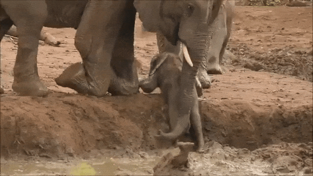 Elephant Herd Rescues Baby