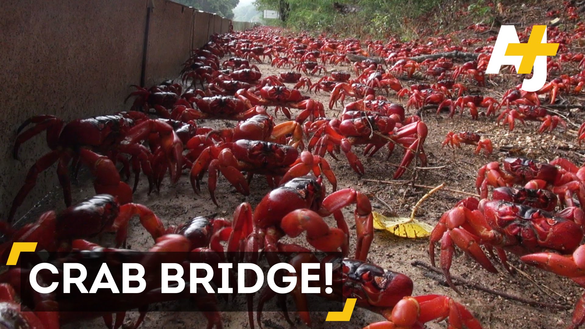 The Amazing Migration Pattern of the Christmas Island Red Crab Explained