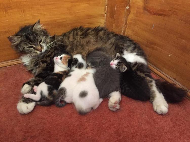 Mama cat and kittens