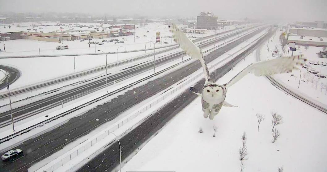 Traffic Camera Captures the Unexpected Sight of a Snowy Owl Soaring