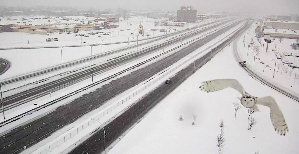 Traffic Camera Captures the Unexpected Sight of a Snowy Owl Soaring