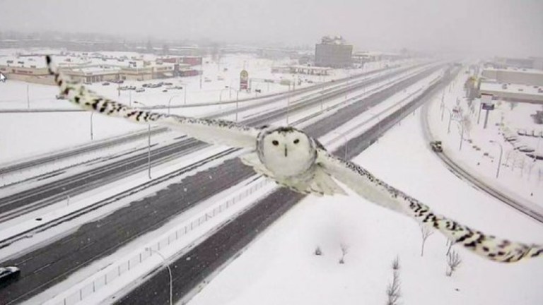 Snow Owl