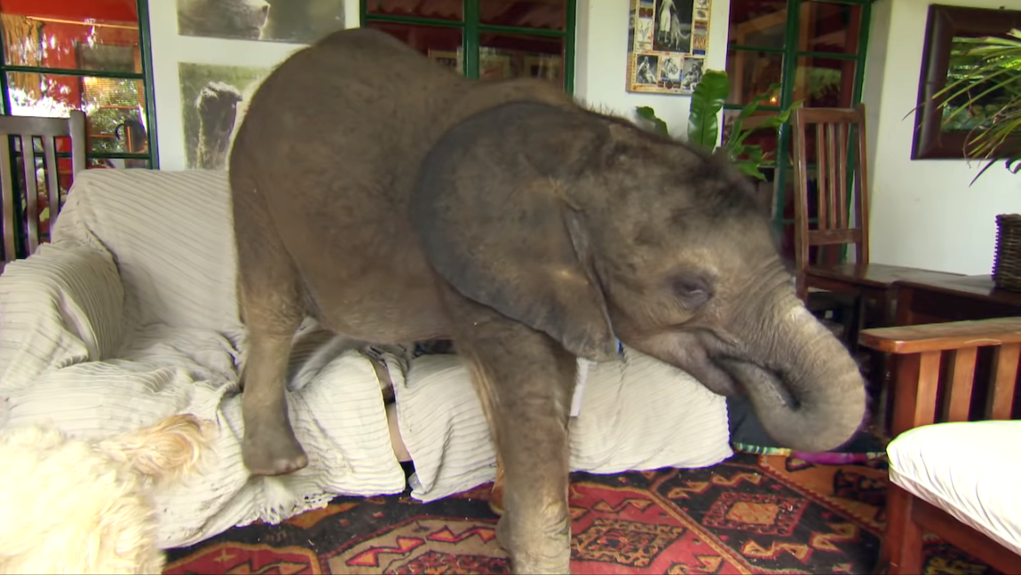 Baby Elephant Disrupts the Home